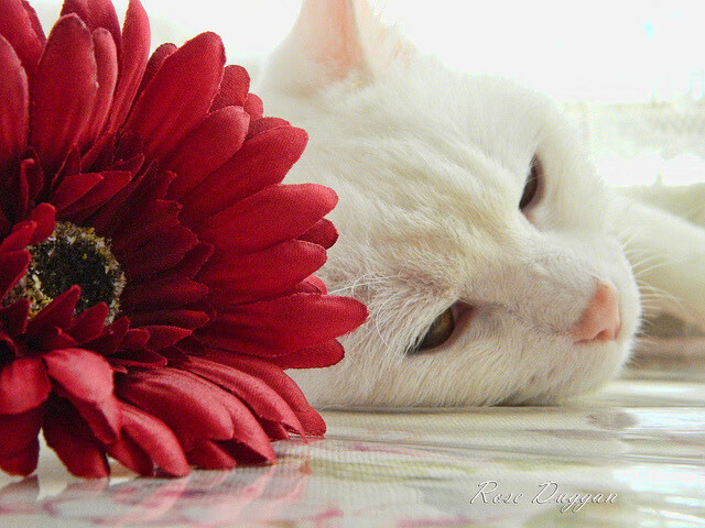 博卡防守过度依赖身体对抗,博卡vs竞技实时比分