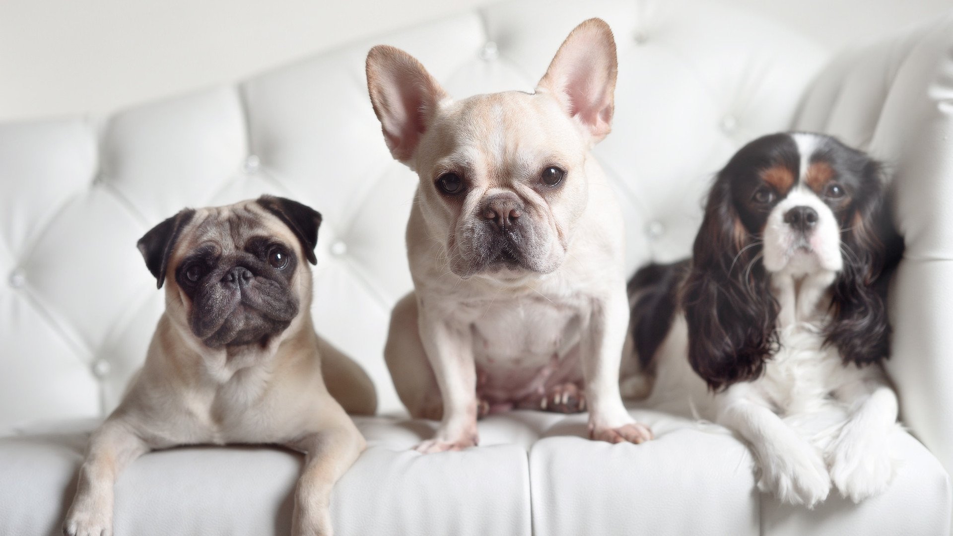 “安赫尔·巴尔博萨的反击速度与精准传球,成为阿根廷美洲狮队的核心动力”