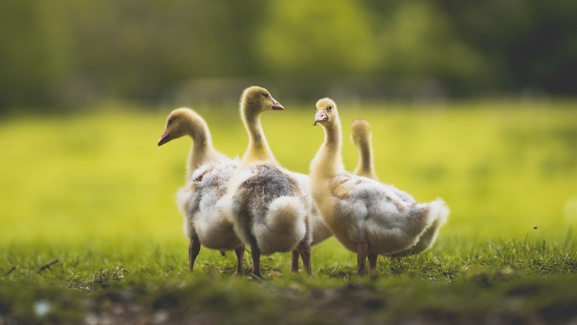 开云体育-中国足球联赛裁判技术辅助设备应用推广，足球裁判协会