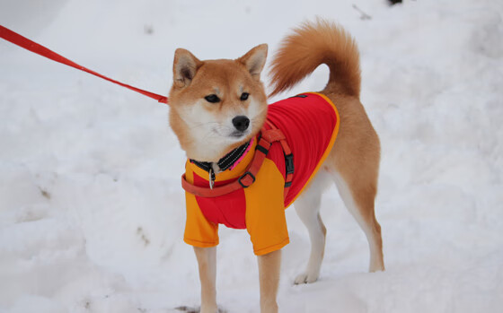体育心理干预案例入选教育部课题研究,体育心理学实验研究方案