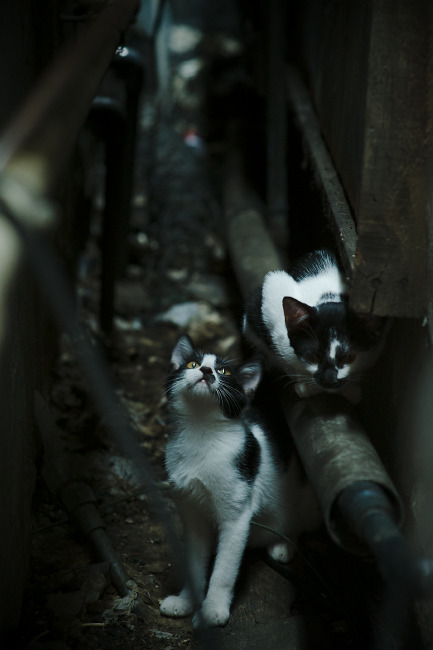 开云网页版-国际赛季日程密集，球员轮换与康复成为关键，国际阵容